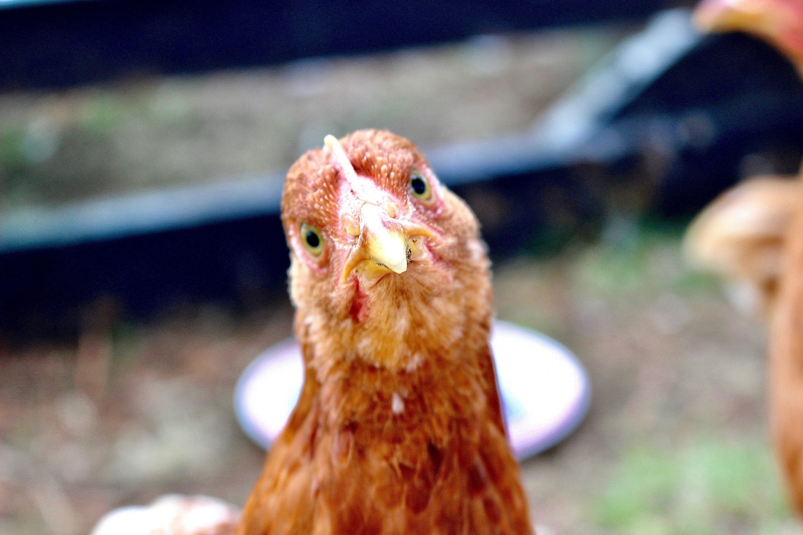 Australian egg industry adopts new traceability tools